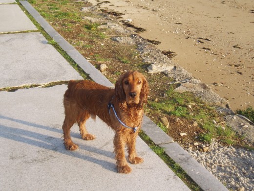 ESTE ES EDGAR EL DIA DE REYES POR EL PASEO MARITIMO, DESPUES DE UN BAÑO Y UNAS BUENAS CARRERAS POR LA PLAYA